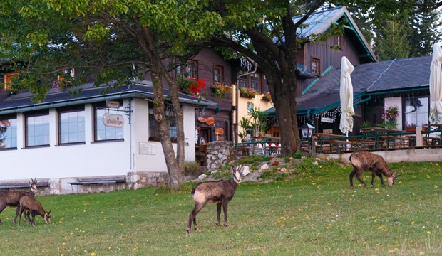 Wilhelm-Eicherthütte, © Wilhelm-Eicherthütte, Foto Wolfgang Teubl Drei Gämsen grasen vor der Wilhelm-Eicherthütte in einer grünen Wiese.