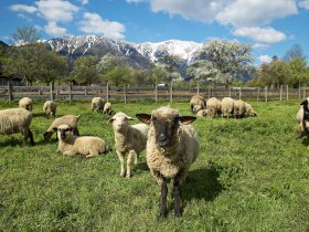 Blick auf den Schneeberg, &copy; &copy; Wiener Alpen in N&Ouml; Tourismus GmbH, Foto: Franz Zwickl