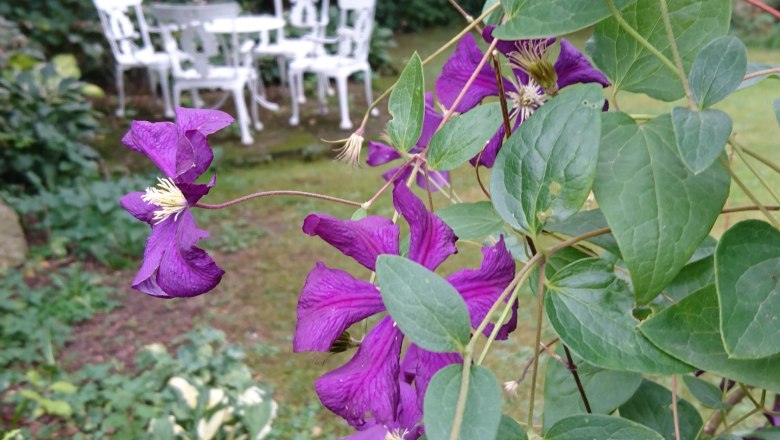 Purple flowers in the foreground, white garden furniture in the background.