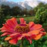 Nahaufnahme einer orange-roten Blume vor unscharfem Bergpanorama mit Schnee.