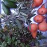Various herbs and pears on a table.